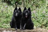 SCHIPPERKE 623